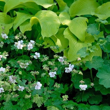 Hosta 'Sun Power' (000194)