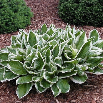 Hosta undulata 'Albo-marginata' (000198)