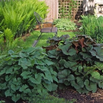 Ligularia stenocephala 'The Rocket' (000209)