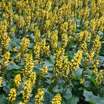 Ligularia stenocephala 'The Rocket' (000210)