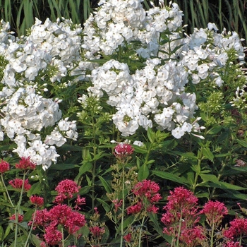 Monarda 'Gardenview Scarlet' (000214)