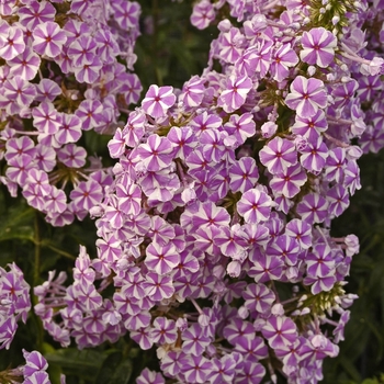 Phlox maculata 'Natasha' (000227)