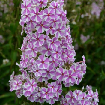 Phlox maculata 'Natasha' (000228)