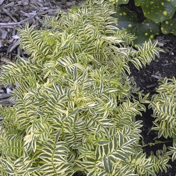 Polemonium caeruleum 'Brise d'Anjou' (000229)