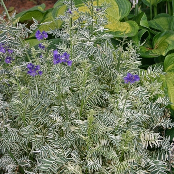 Polemonium caeruleum 'Snow and Sapphires' (000232)