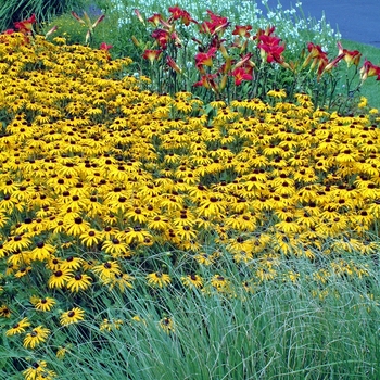 Rudbeckia fulgida 'Goldsturm' (000234)