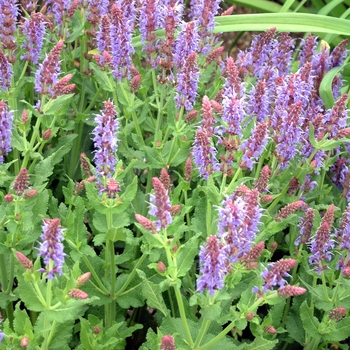 Salvia x sylvestris 'Blue Hill' (000241)