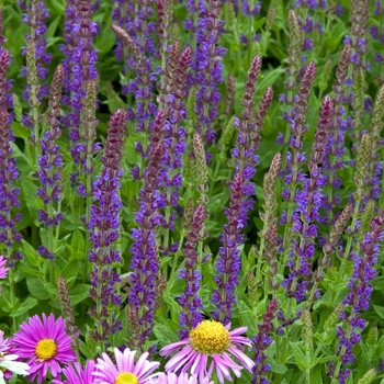 Salvia x sylvestris 'East Friesland (Ostfriesland)' (000244)