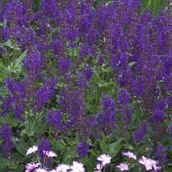 Salvia x sylvestris 'Viola Klose' (000248)