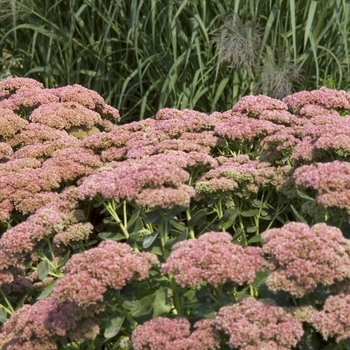 Sedum spectabile 'Autumn Fire' (000250)