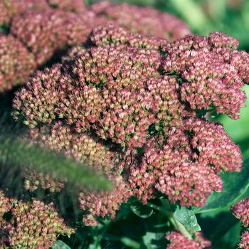 Sedum spectabile 'Autumn Fire' (000251)