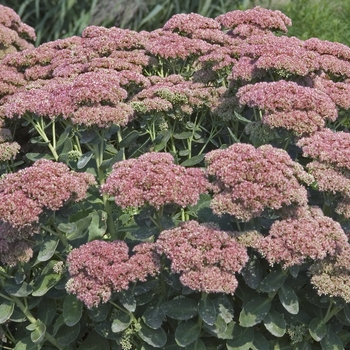 Sedum spectabile 'Autumn Fire' (000252)