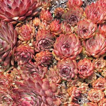 Sempervivum 'Red Beauty' (000258)