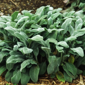 Stachys byzantina 'Helene von Stein' (000260)