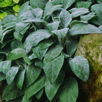 Stachys byzantina 'Helene von Stein' (000261)