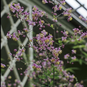 Thalictrum delavayi '' (000268)