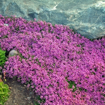 Thymus praecox 'Coccineus' (000270)