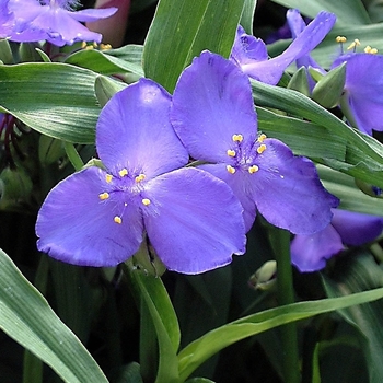 Tradescantia andersonii 'Zwanenburg Blue' (000273)