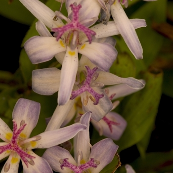 Tricyrtis 'Tojen' (000274)