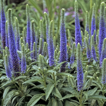 Veronica spicata 'Royal Candles' (000283)