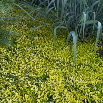 Vinca minor 'Illumination' (000284)