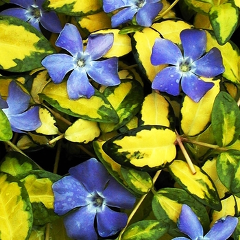 Vinca minor 'Illumination' (000285)