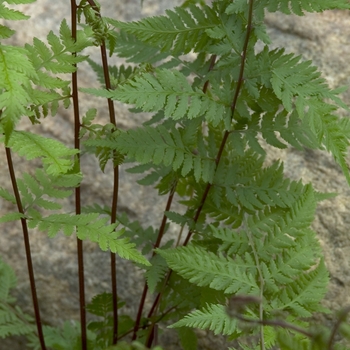 Athyrium filix-femina 'Lady in Red' (000295)