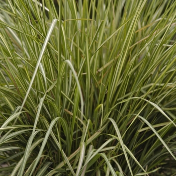 Calamagrostis acutiflora 'Avalanche' (000299)