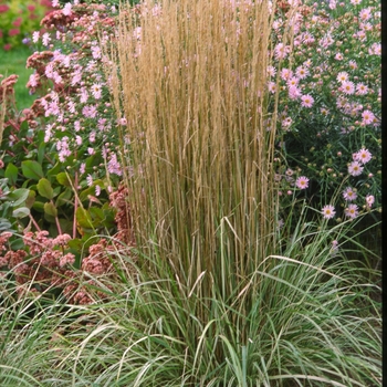 Calamagrostis acutiflora 'Overdam' (000302)