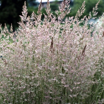 Calamagrostis acutiflora 'Overdam' (000303)