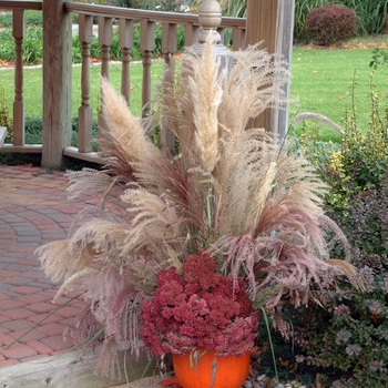 Cortaderia selloana 'Ivory Feathers®' (000308)