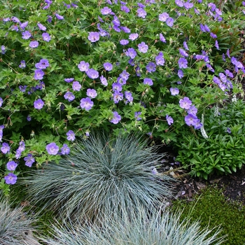 Festuca glauca 'Boulder Blue' (000311)