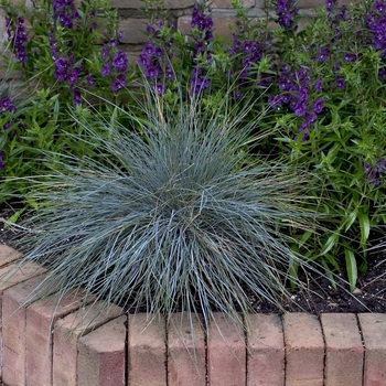 Festuca ovina glauca 'Elijah Blue' (000312)