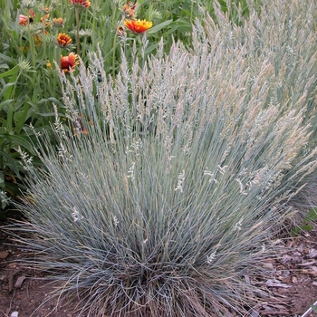 Festuca ovina glauca 'Elijah Blue' (000313)