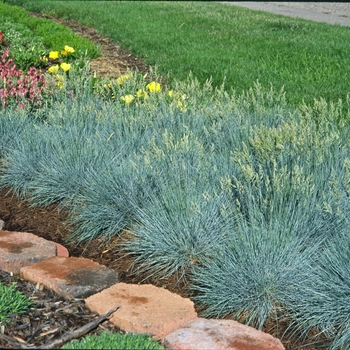 Festuca ovina glauca 'Elijah Blue' (000314)