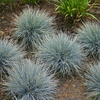 Festuca ovina glauca 'Elijah Blue' (000317)