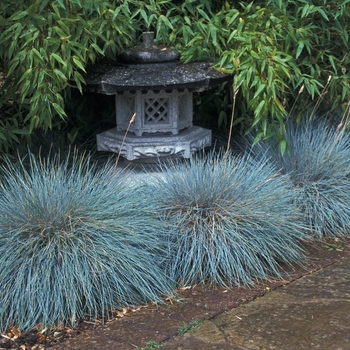 Festuca ovina glauca 'Elijah Blue' (000318)