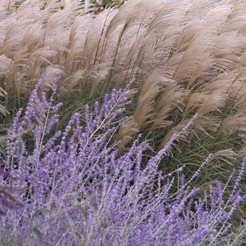 Miscanthus sinensis 'Huron Sunrise' (000324)