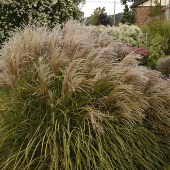 Miscanthus sinensis 'Huron Sunrise' (000325)