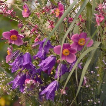 Panicum virgatum 'Dallas Blues' (000336)