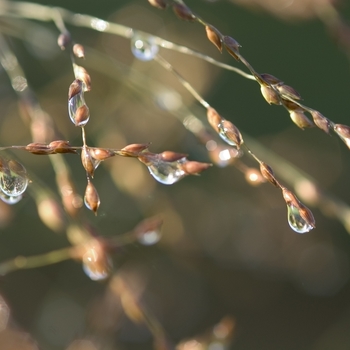 Panicum virgatum 'Heavy Metal' (000338)