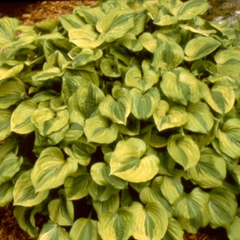 Hosta 'Grand Tiara' (000347)