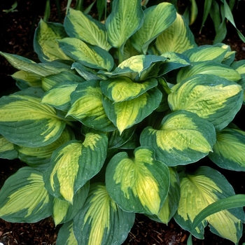 Hosta 'Captain Kirk' (000351)