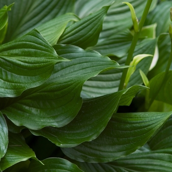 Hosta 'Lakeside Coal Miner' (000352)