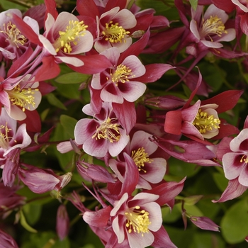 Aquilegia 'Spring Magic Rose & Ivory' (000364)