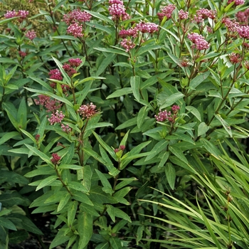 Asclepias incarnata 'Cinderella' (000367)