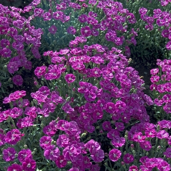 Dianthus 'Shooting Star' (000371)