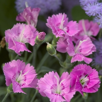 Dianthus 'Shooting Star' (000372)