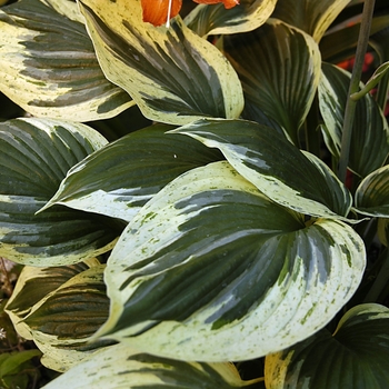 Hosta 'Independence' (000380)