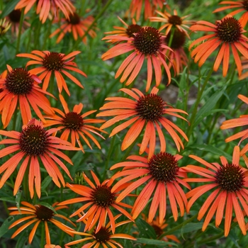 Echinacea 'Orange Meadowbrite™' (000394)